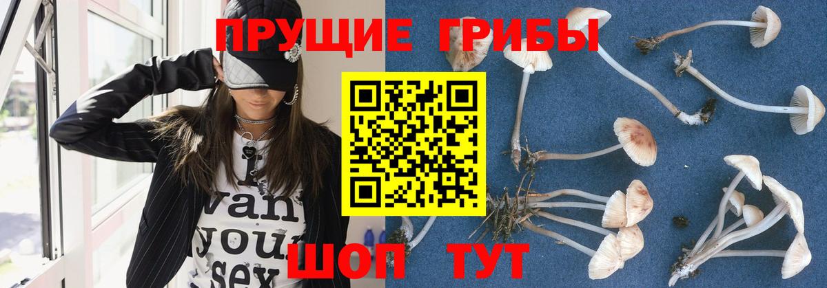 Мыски  Псилоцибиновые грибы мицелий  Вход с VPN 